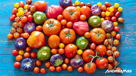 Variedad de tomates de diferentes colores y tamaños