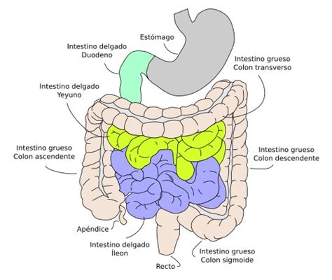 Esquema del intestino delgado y sus daños en la enfermedad celíaca