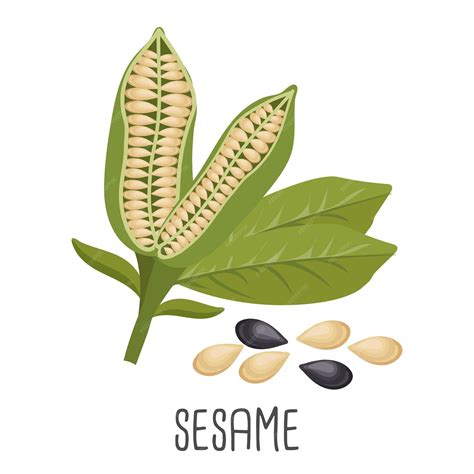 planta de sésamo y sus semillas