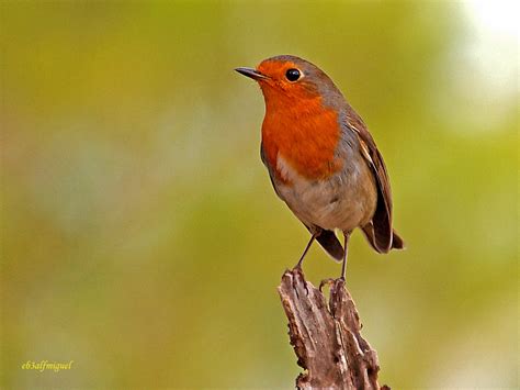 Petirrojo europeo con su característica pechuga naranja