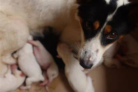 Cachorros mamando de su madre