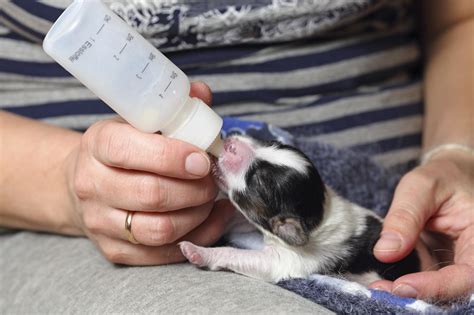 Posición correcta para alimentar a un cachorro con biberón