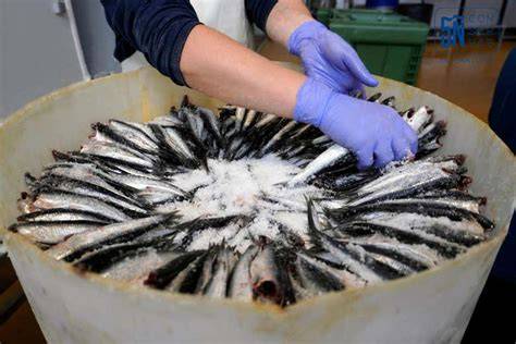 Ilustración del proceso de salazón de anchoas en barriles de madera, mostrando las capas alternas de pescado y sal