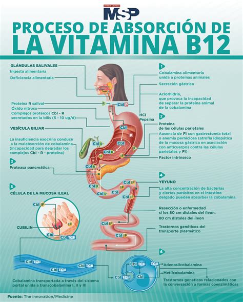 Esquema de la absorción de vitamina B12 y su interacción con el microbioma