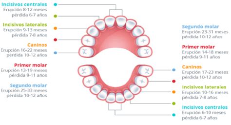 Etapas de la dentición en bebés