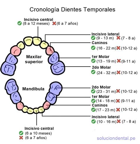Diagrama de la erupción dental infantil
