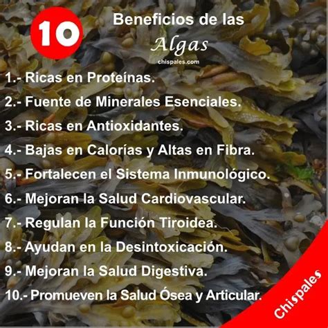 Infografía sobre los beneficios de las algas y setas