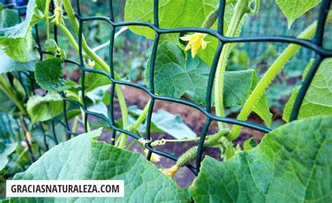 Pepinos creciendo en un huerto con enrejado