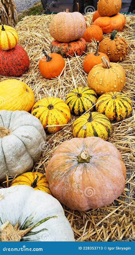 Calabazas de diferentes formas y colores en una granja