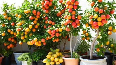 Árboles frutales en macetas en una terraza urbana