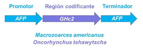 Esquema del transgén «todo pez» opAFP-GHc2