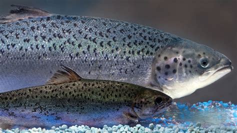 Salmón AquAdvantage y salmón no transgénico de la misma edad