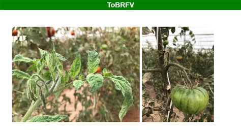 Transmisión del Virus del Fruto Rugoso Marrón del Tomate (ToBRFV)