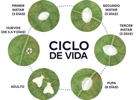 Ciclo de vida de la mosca blanca Bemisia tabaci, vector de virus del tomate