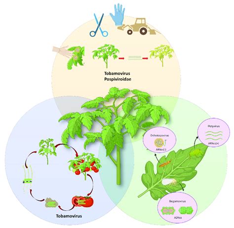 Diagrama de transmisión de virus en plantas de tomate