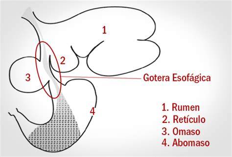 Esquema del sistema digestivo de un ternero, mostrando la gotera esofágica