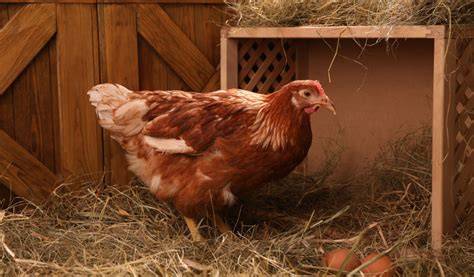 Gallinero con pollos sobre cama de arena