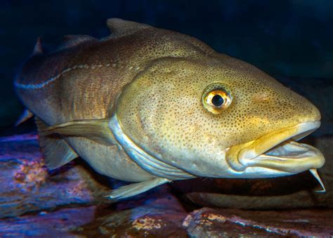 Ilustración de un bacalao Gadus Morhua