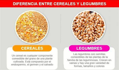 Complementariedad de aminoácidos en legumbres y cereales