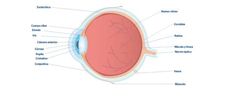 Estructura del ojo humano con la mácula resaltada