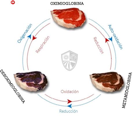 cambio de color en la carne durante la cocción