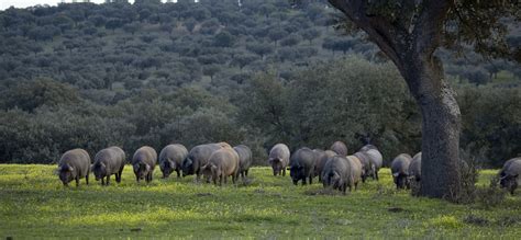 Cerdo ibérico alimentándose de bellotas en la dehesa