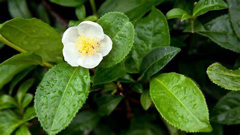 Hojas de té Camellia sinensis