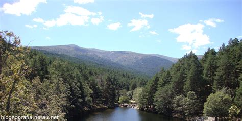 Pinares de Pino del Río con montañas al fondo