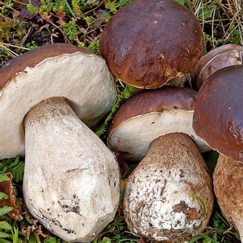 Boletus edulis frescos y limpios