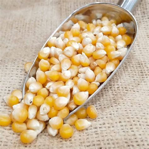 Granos de maíz para palomitas