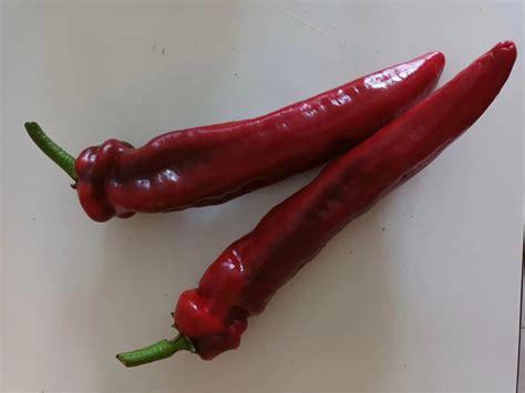 Ilustración de las diferentes fases de maduración del pimiento choricero: verde, entreverado y rojo