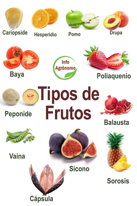 Ilustración de las diferentes formas de frutos espiralados en Medicago