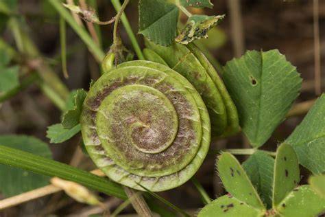 Primer plano de Medicago orbicularis con sus frutos espiralados