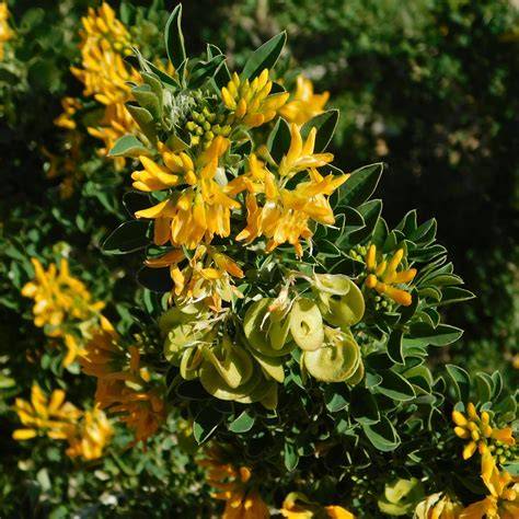Medicago arborea en floración con su característico porte arbustivo