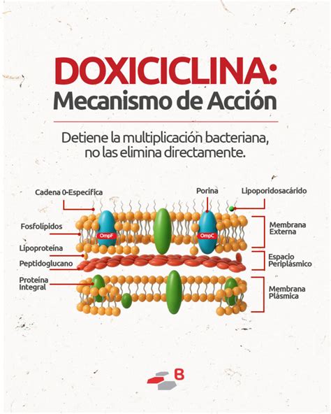 Esquema del ciclo de la doxiciclina en el medio ambiente porcino