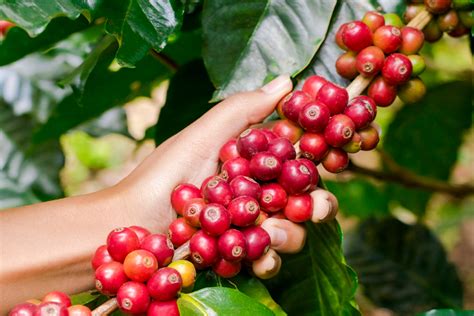 Esquema de un cultivo intercalado de café y especias