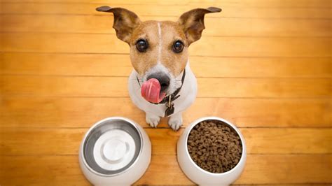 Perro comiendo croquetas