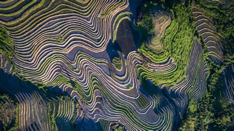 Arrozales en China