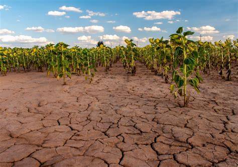 Impacto de la agricultura intensiva en la degradación del suelo