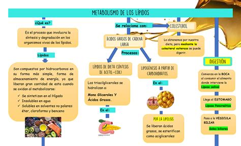 Esquema de la relación entre grasas saludables, dopamina y metabolismo