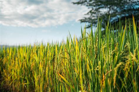 Campo de arroz