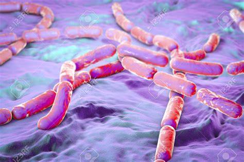 Bacterias Bacillus Cereus