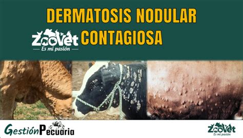 Síntomas de la Dermatosis Nodular Contagiosa en vacas