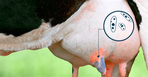 Vaca con mastitis