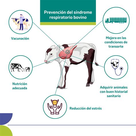 Ternera con signos de enfermedad respiratoria