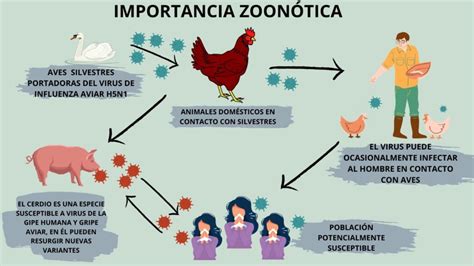 Esquema de transmisión de enfermedades zoonóticas