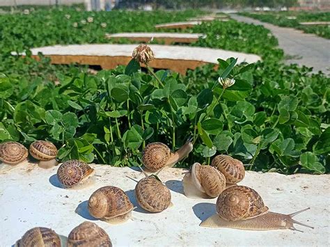 Instalaciones de una granja de caracoles en Ejea de los Caballeros