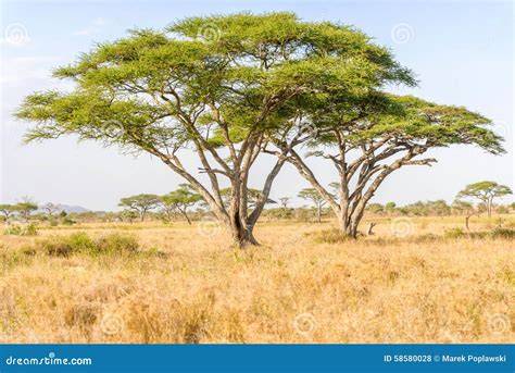 Ilustración de las acacias en la sabana africana