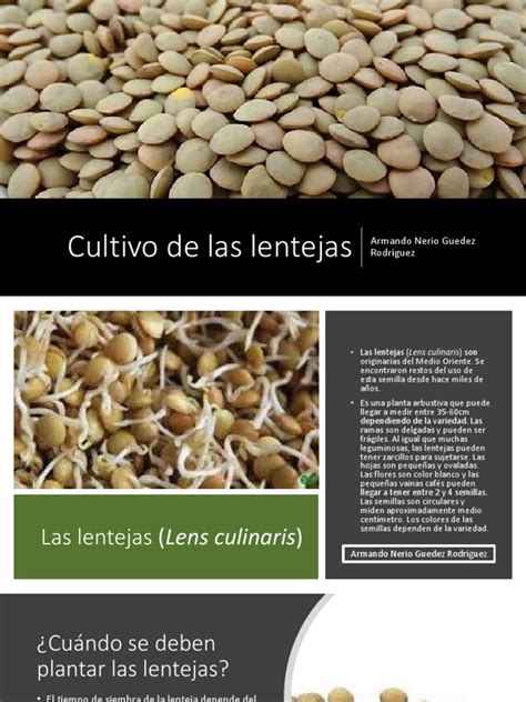Historia del cultivo de lentejas