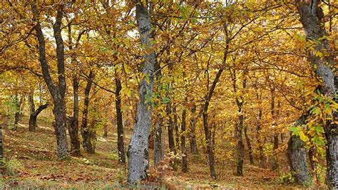 Bosque de castaños y su biodiversidad